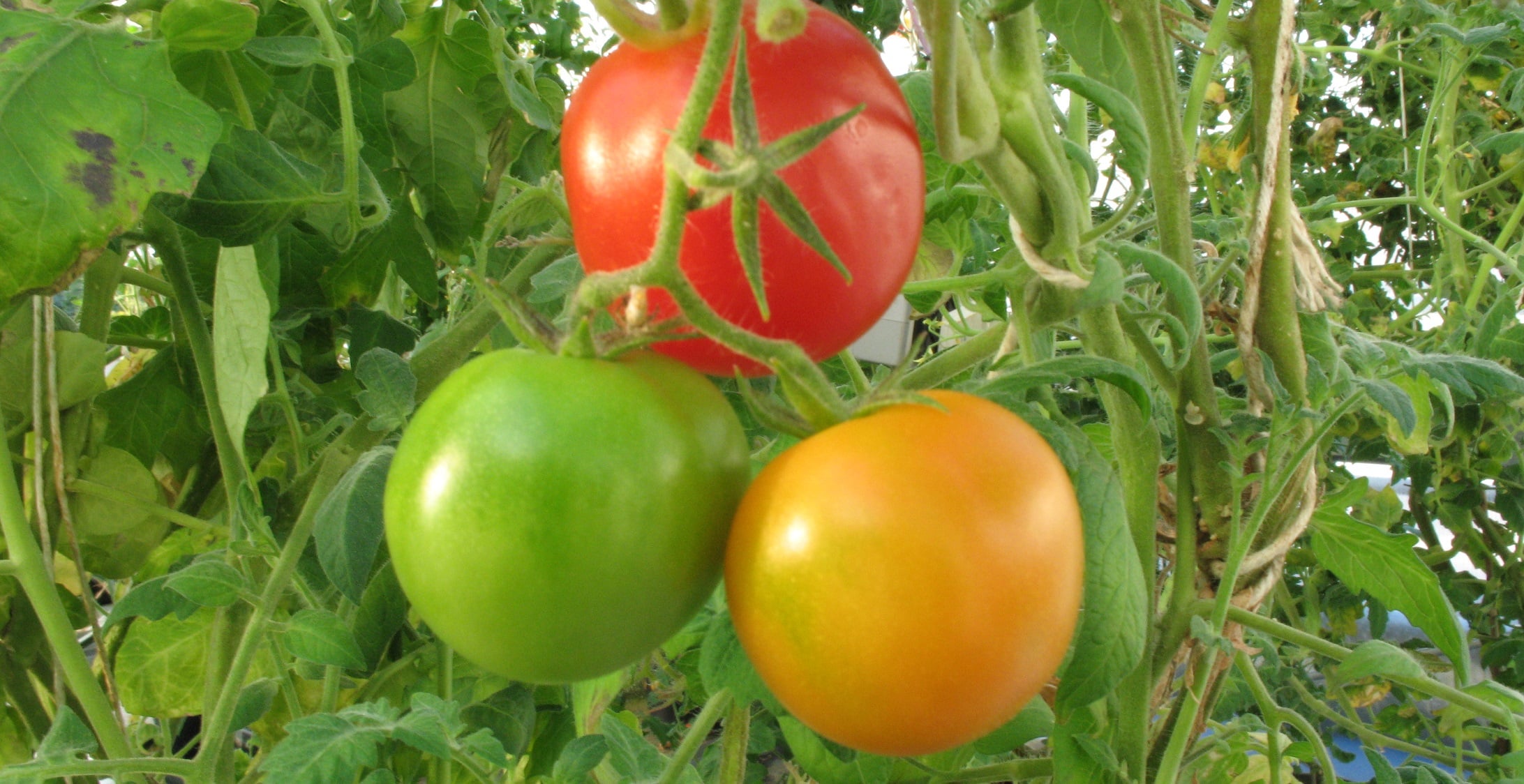 Oxford scientists discover how to alter colour and ripening rates of